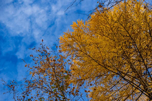 Árboles otoñales contra un cielo azul con nubes. — Foto de Stock