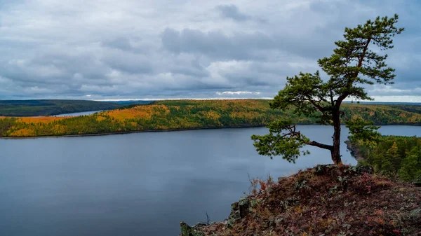 Ein Baum, der allein am felsigen Hang des Flusses Viluy steht. Herbstliche Natur. — Stockfoto