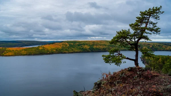 Un árbol parado solo en la ladera rocosa del río Viluy. Naturaleza otoñal. —  Fotos de Stock