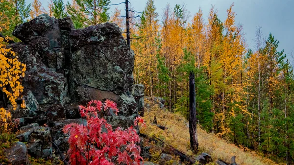 Herfst natuur. Steen bedekt met mos op de helling van de rivier Viluy. — Stockfoto