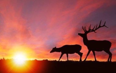 Kızıl geyik boğa elk ve arka planda dramatik gün batımı ile bir dişi geyik inek silüeti. Ayrıca Kanada veya Cervus canadensis olarak bilinen, onlar bir-in belgili tanımlık dünya en büyük tür Cervidae geyik aile içinde vardır. Kopya alanı.