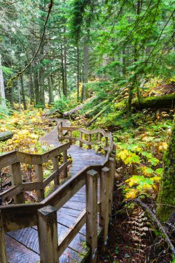 Bir yaşlı ormanda Revelstoke, Bc, Kanada, sedir ağaçları 500 yıllık neredeydin ve kalbinden bir yarım kilometre dev Cedars Boardwalk iz Rüzgarlar.