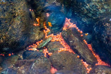 Somon çalıştırmak bilinen bir olay döndürdü yumurtlama Pasifik sockeye Somon pembe somon yumurta Adams River, British Columbia ', kayaların arasındaki yaptı tanıklık.