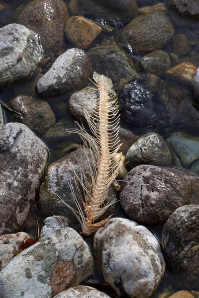 Skeleton of a spawned Pacific sockeye salmon in the Adams River in BC, Canada, after it returned to lay eggs before it died in what is known as Salmon Run.