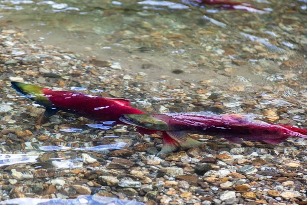 Lekande Pacific Sockeye Laxen Vände Crimson Färg Som Kasta Deras — Stockfoto