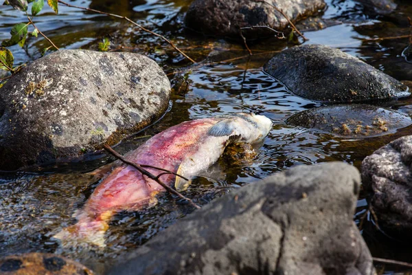 A dead Pacific sockeye salmon in the Adams River in BC, Canada, after it returned to spawn before it died in what is known as the Salmon Run. Spawning salmons typically turn crimson in color as they shed their scales in their return.