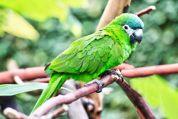 Piękna Zielona Papuga Lub Conure Papuga Jego Naturalnym Środowisku — Zdjęcie stockowe