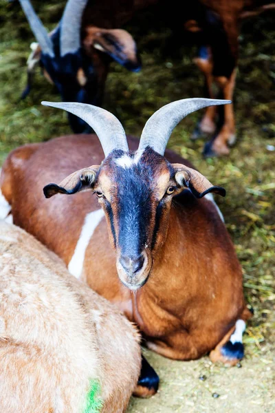 Horned Goat Farm Animal Resting Barn — Stock Photo, Image