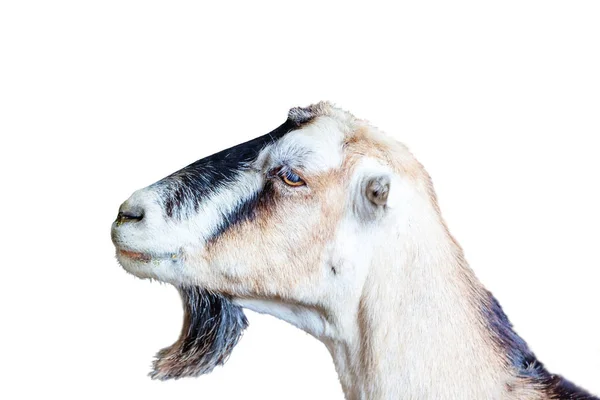 Fokus Auf Kopf Der Bärtigen Ziege Isoliert Auf Weißem Hintergrund — Stockfoto