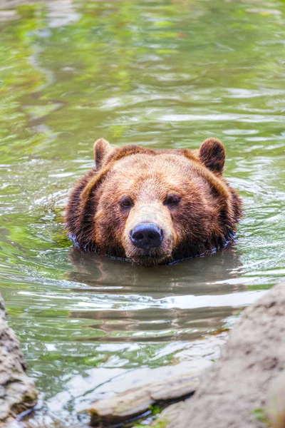 Close Urso Pardo Nadando Com Cabeça Emergindo Lago Nas Montanhas — Fotografia de Stock