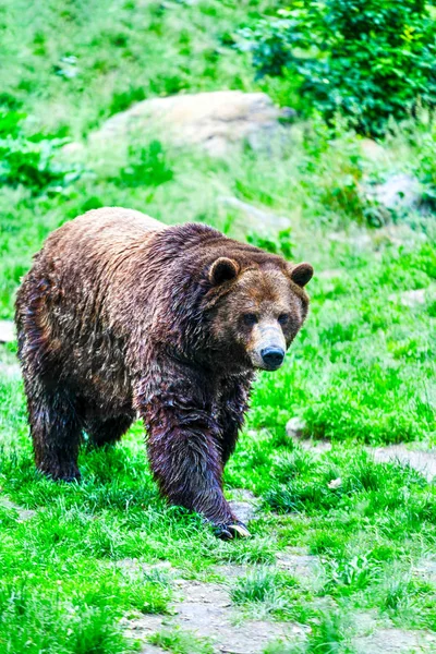 Ein Grizzlybär Mit Nassem Fell Der Gerade Aus Einem See — Stockfoto