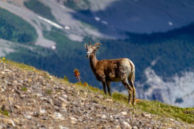 Parker Ridge içinde Jasper National Park için yapılan Kanada Rocky Dağları ile büyük Ben en yüksek zirvesi içinde belgili tanımlık geçmiş bir dağ keçisi.