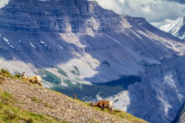 Bir çift dağ keçileri otlatmaya Parker Ridge içinde Jasper National Park için yapılan Kanada Rocky Dağları ile büyük Ben en yüksek zirvesi içinde belgili tanımlık geçmiş.