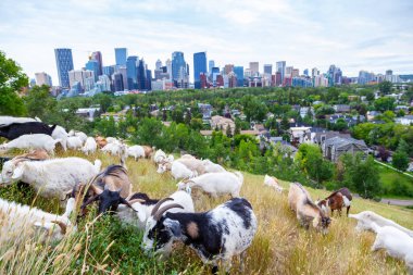 Çevre dostu anlamına gelir herbisit yerine kullanarak invaziv ot türü yönetimi için keçi otlatma şehrin bir parçası hedef gibi bir Calgary parkta otlar kadar yemek planı.