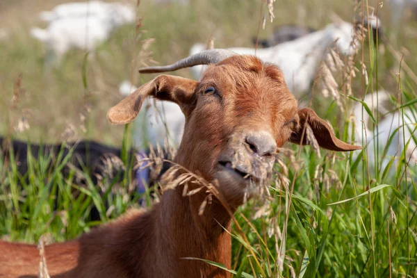 Goats Eating Weeds Calgary Park Part City Targeted Grazing Plan — Stock Photo, Image