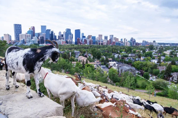 Jíst Plevel Calgary Parku Jako Součást Města Určený Pastva Koz — Stock fotografie