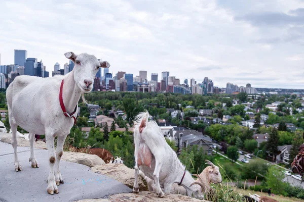 Cabras Comendo Ervas Daninhas Parque Calgary Como Parte Plano Pastoreio — Fotografia de Stock