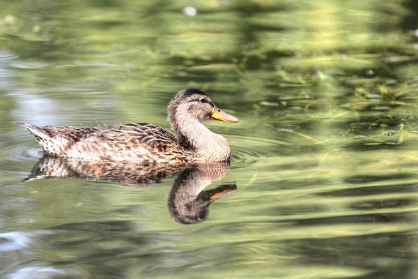 Close Beautiful Female Mallard Duck Anas Platyrhynchos Swimming Lake Reflections — Stock Photo, Image