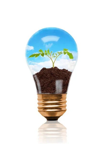 Young Seedling Growing Out Soil Light Bulb Concept New Life — Stock Photo, Image