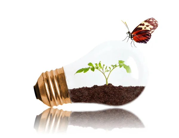 Young Seedling Growing Out Soil Light Bulb Butterfly Copy Space — Stock Photo, Image