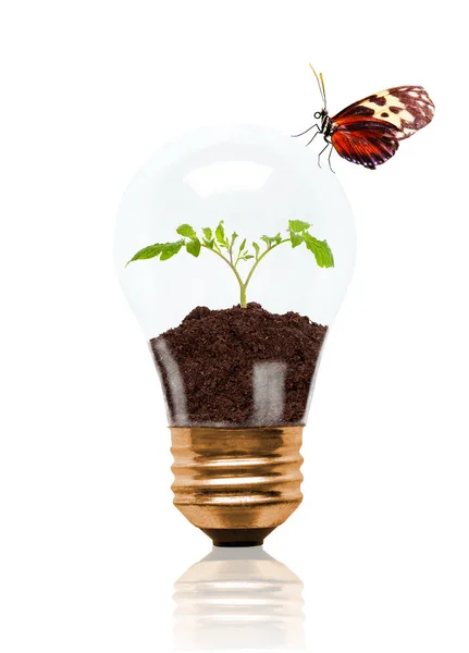 Young Seedling Growing Out Soil Light Bulb Butterfly Concept New — Stock Photo, Image