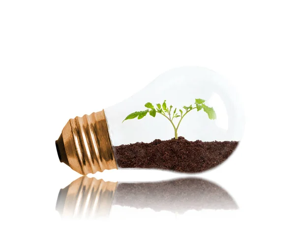 Young Seedling Growing Out Soil Light Bulb Copy Space Concept — Stock Photo, Image