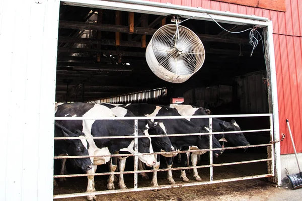 Vacas Leiteiras Holstein Celeiro Interno Uma Fazenda Canadense — Fotografia de Stock