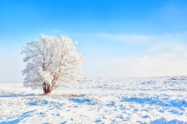 Paisaje de invierno de árbol cubierto de nieve solitario en Canadá con copia Sp — Foto de Stock