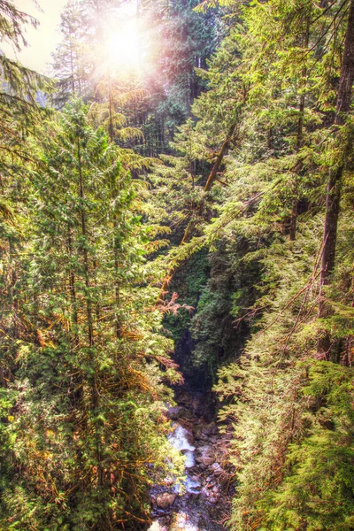 El sol estalla a través del parque forestal Lynn Canyon en Vancouver, Briti — Foto de Stock