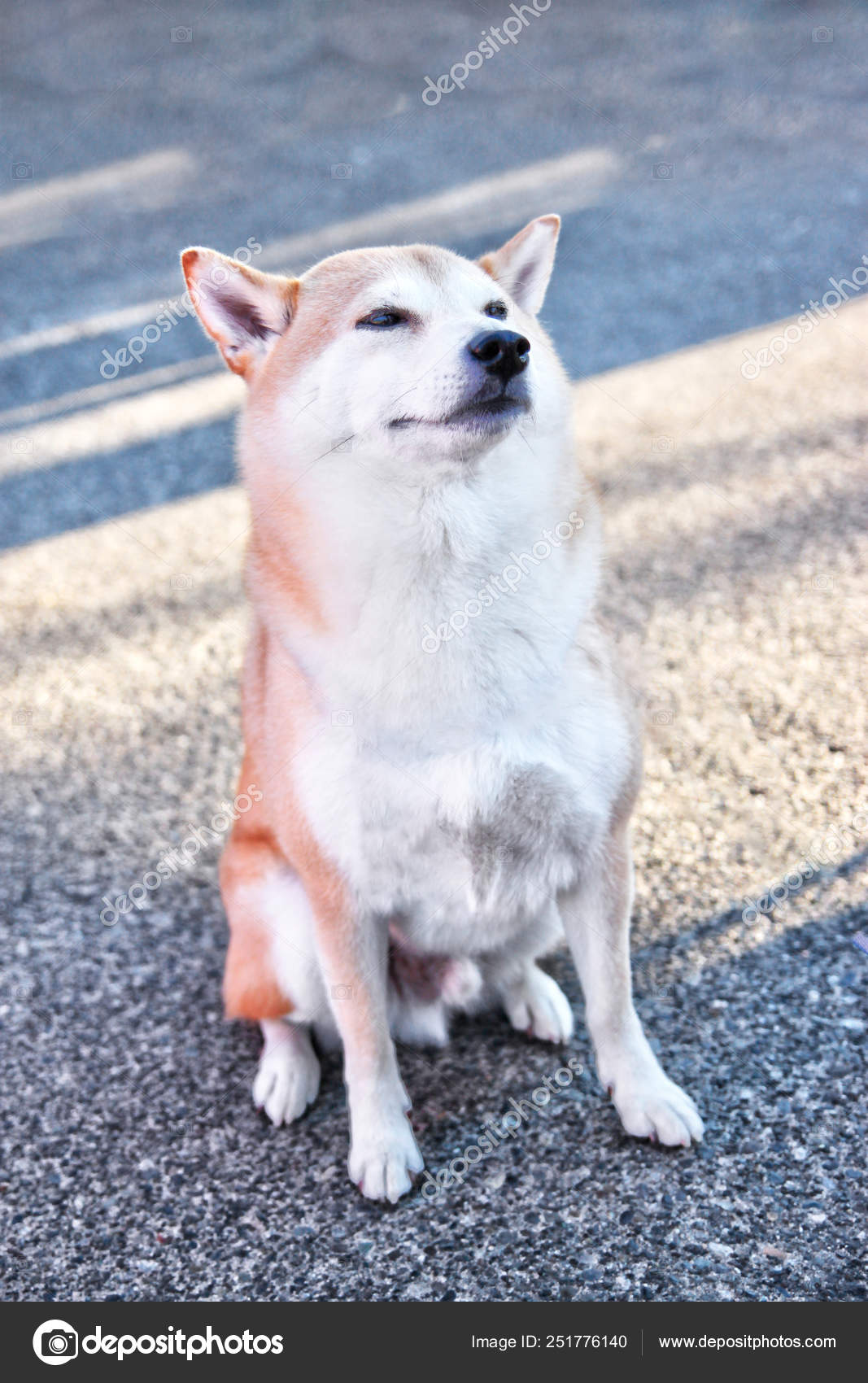 Bien Formés Japonais Natif Shiba Inu Chien En Position