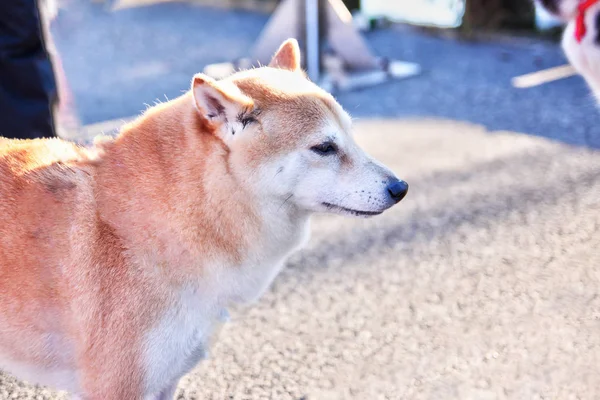 芝犬は日本原産 — ストック写真