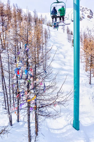 Panty Tree in the Canadian Rockies of Alberta, Canada — Stock Photo, Image