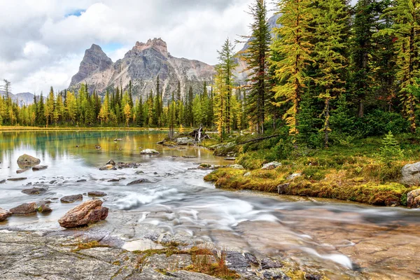 Golden Larch Trees em lagos mouros no Lago O 'Hara em Canadian Rock — Fotografia de Stock