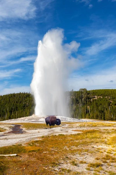 Młody Bison grazes jako stary wierny Gejzer erupts w Yellowstone — Zdjęcie stockowe