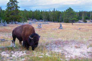 Yellowstone Ulusal Parkı'nda Amerikan Bizonu Otlatma