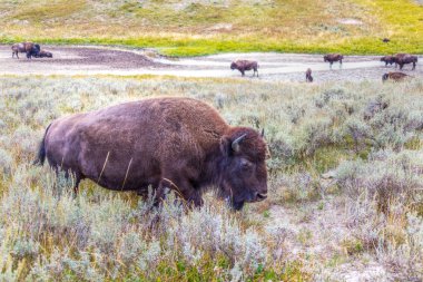 Yellowstone Milli Parkı'nda Otlayan Bizon Sürüsi