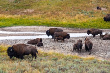Yellowstone Ulusal Parkı Hayden Vadisi'nde Amerikan Bizonlar