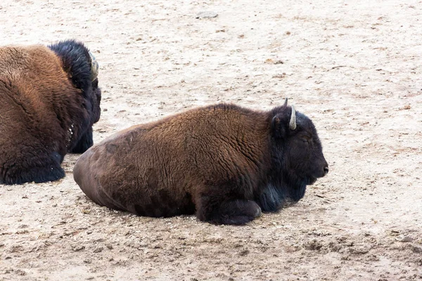 American Bison Resting at Hayden Valley in Yellowstone National — Stock Photo, Image