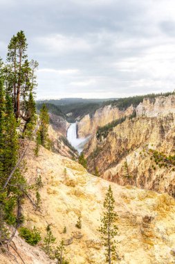 Sanatçı Poin'den Yellowstone'un Aşağı Şelalesi ve Büyük Kanyonu