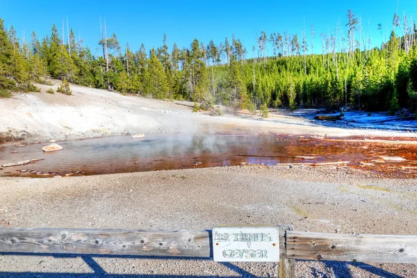 Steam se levanta de Echinus Geyser en la cuenca Norris Geyser en amarillo — Foto de Stock