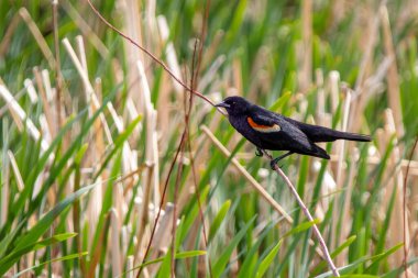 Erkek bir Kırmızı Kanatlı Karatavuk Calgary, Kanada 'da bir bataklıkta bitki sapına tünemiş. Bu kuşlar Kuzey Amerika 'da yaygındır ve erkeğin parlak kırmızı ve sarı apoletleri hariç tüm siyah tüyleri vardır..