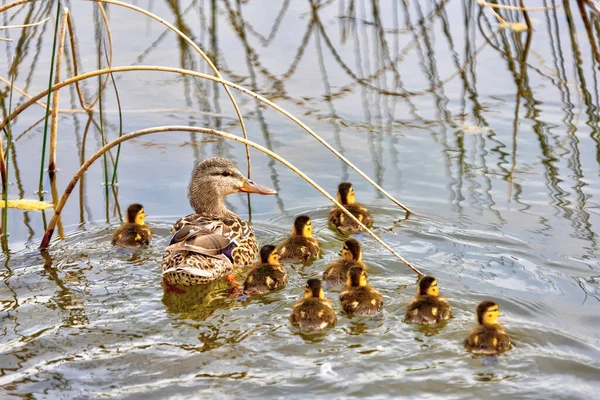 Mallard Duck Mother Leading Her Newborn Baby Ducklings Pond Swimming — Stock Photo, Image