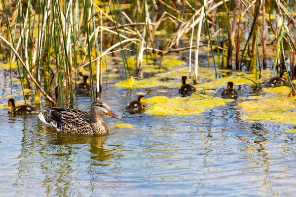 Mallard Mãe Pato Levando Seus Patinhos Recém Nascidos Lagoa Nadando — Fotografia de Stock