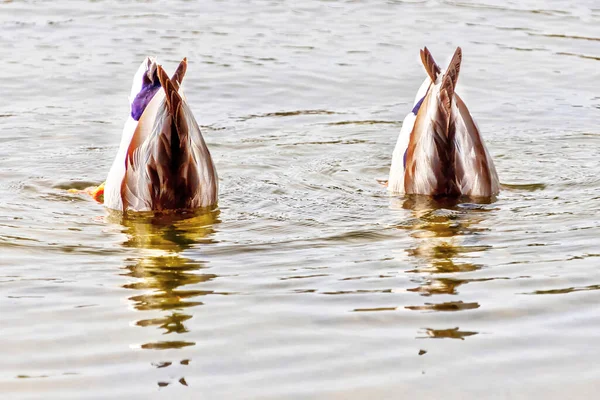 Dois Patos Mallard Machos Nadando Uma Lagoa Cabeça Para Baixo — Fotografia de Stock