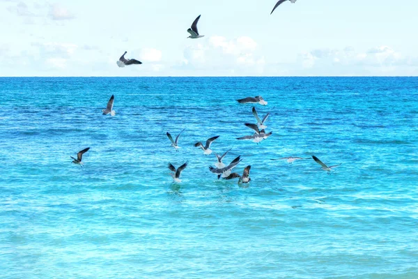 Hungry Seagulls Fighting Fish Feeding Frenzy Ocean Waters — Stock Photo, Image