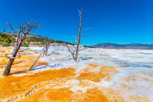 Las Ramas Los Árboles Muertos Erigieron Como Esculturas Paisaje Surrealista — Foto de Stock