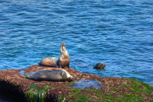 Leões Marinhos Descansando Nadando Costa Californiana Jolla Leões Marinhos Otáridos — Fotografia de Stock