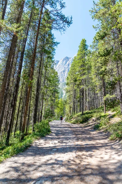 Hohe Kiefern Säumen Den Malerischen Weg Den Grassi Seen Kananaskis — Stockfoto