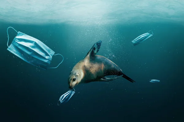 Underwater debris and trash after Covid-19 coronavirus pandemic. Sea lion with medical surgical mask in mouth due to covid pollution. Environmental ecology rubbish concept.