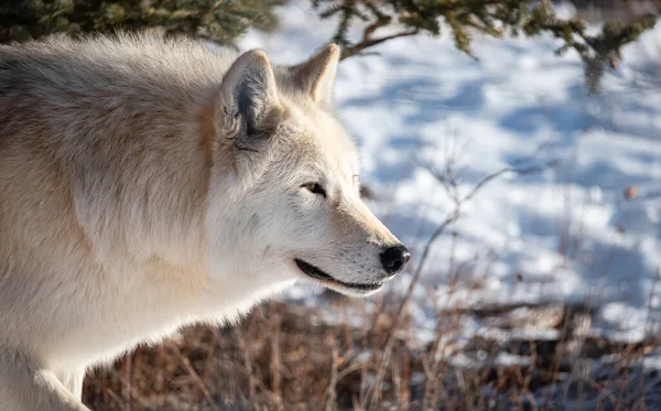 Wolf in winter forest